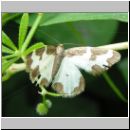 Lomaspilis marginata - Saumspanner 01.jpg